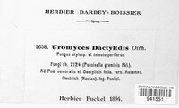 Uromyces dactylidis image